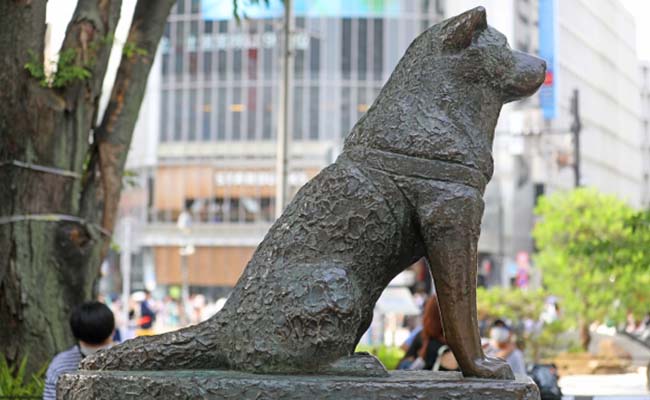 渋谷の魅力とアクセス情報